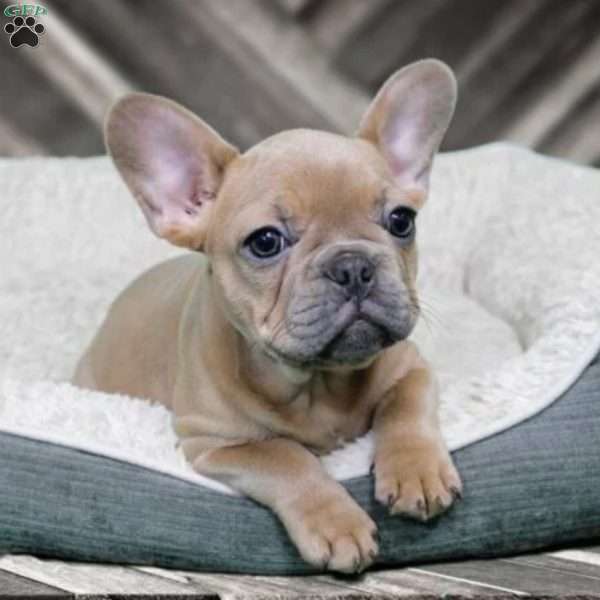 Yankee Girl, French Bulldog Puppy